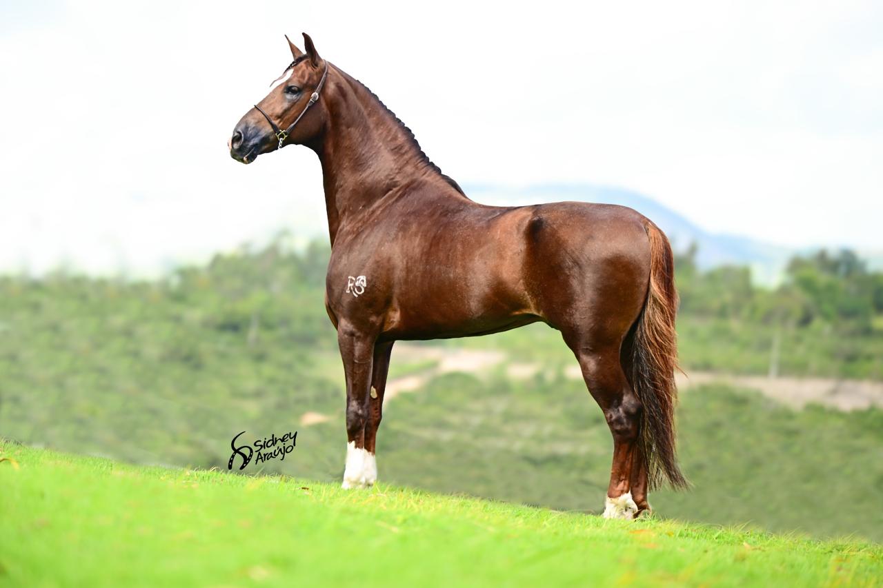 Garanhão Dominante da RSS