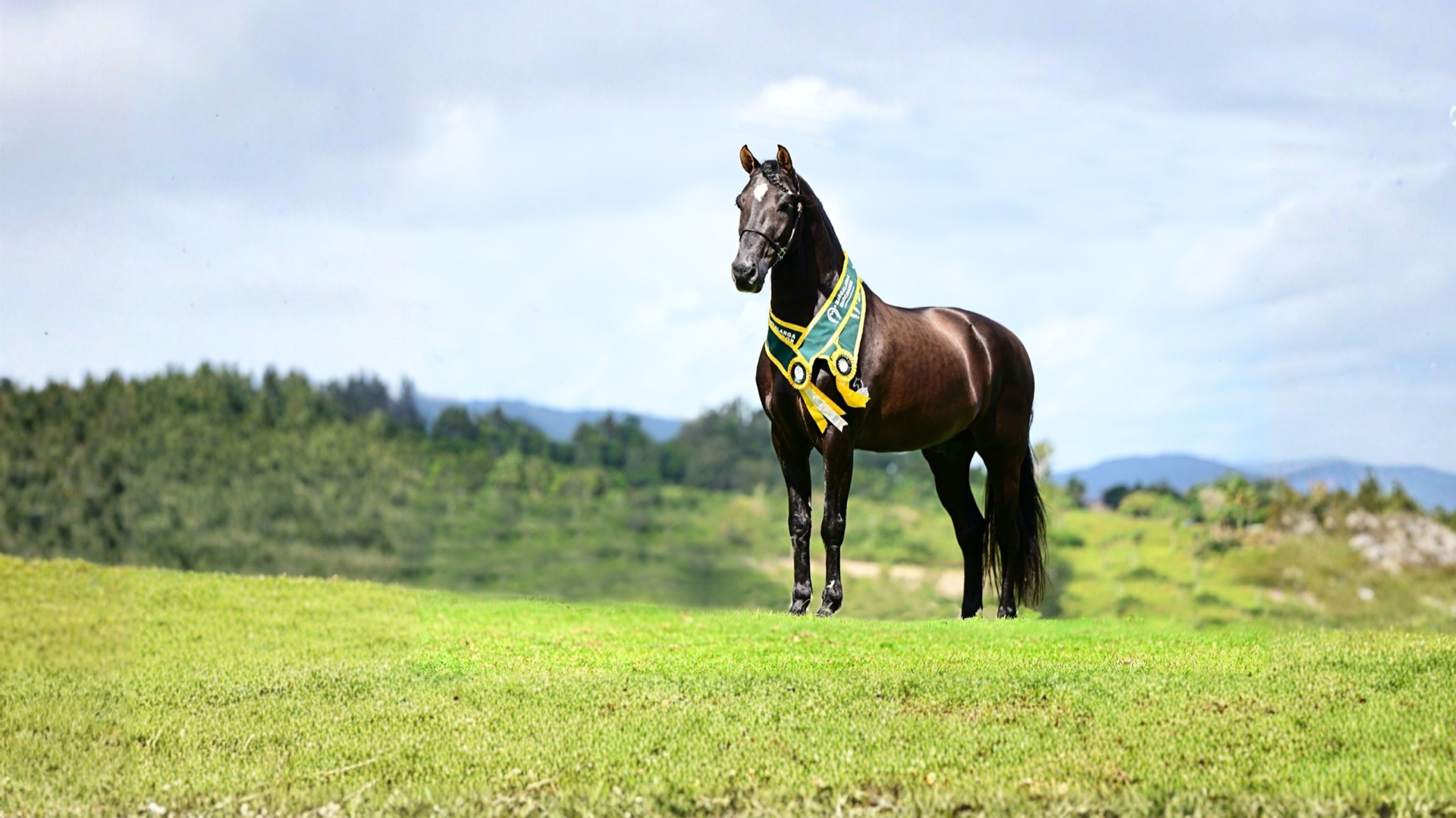 Garanhão campeão Mangalarga Marchador do Haras Lucchese, premiado, no campo em Gravatá-PE