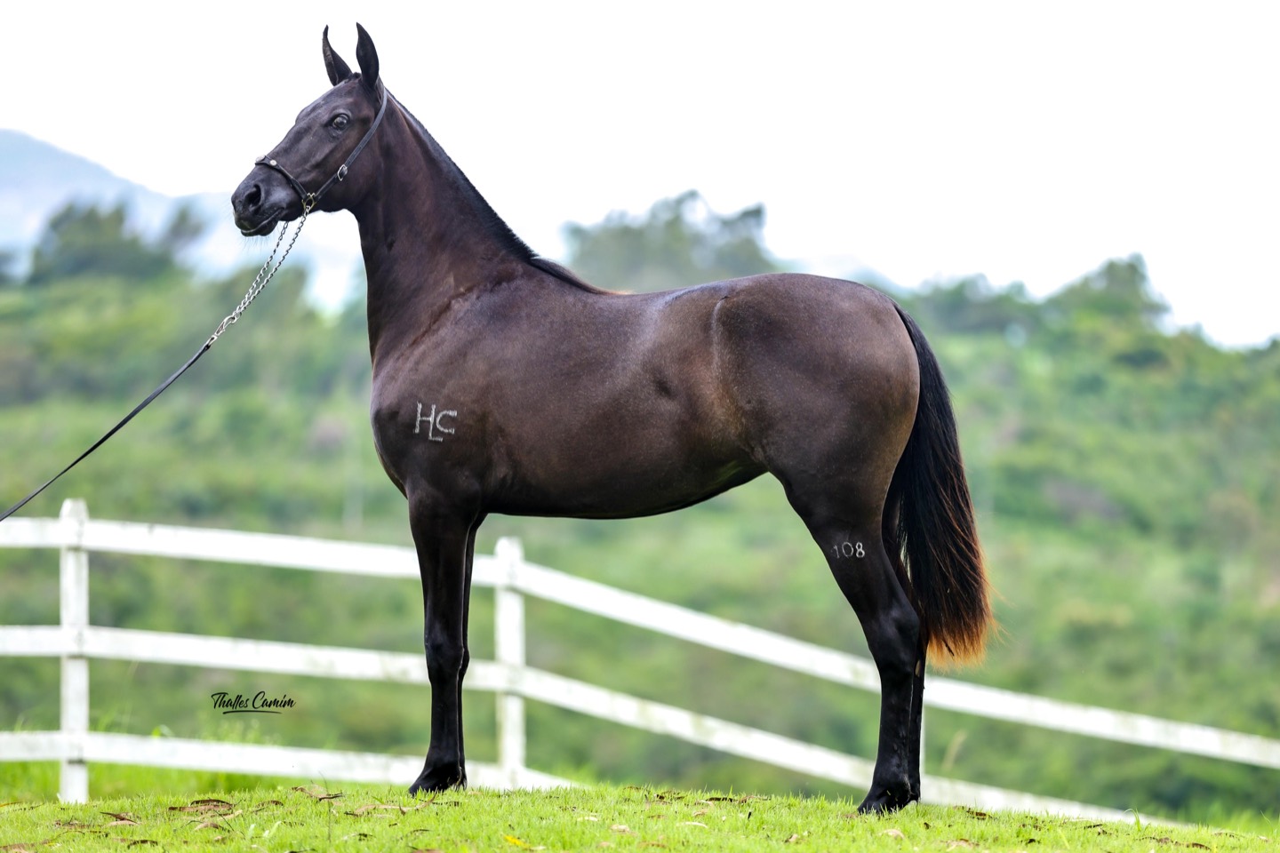 Imperatriz do Lucchese