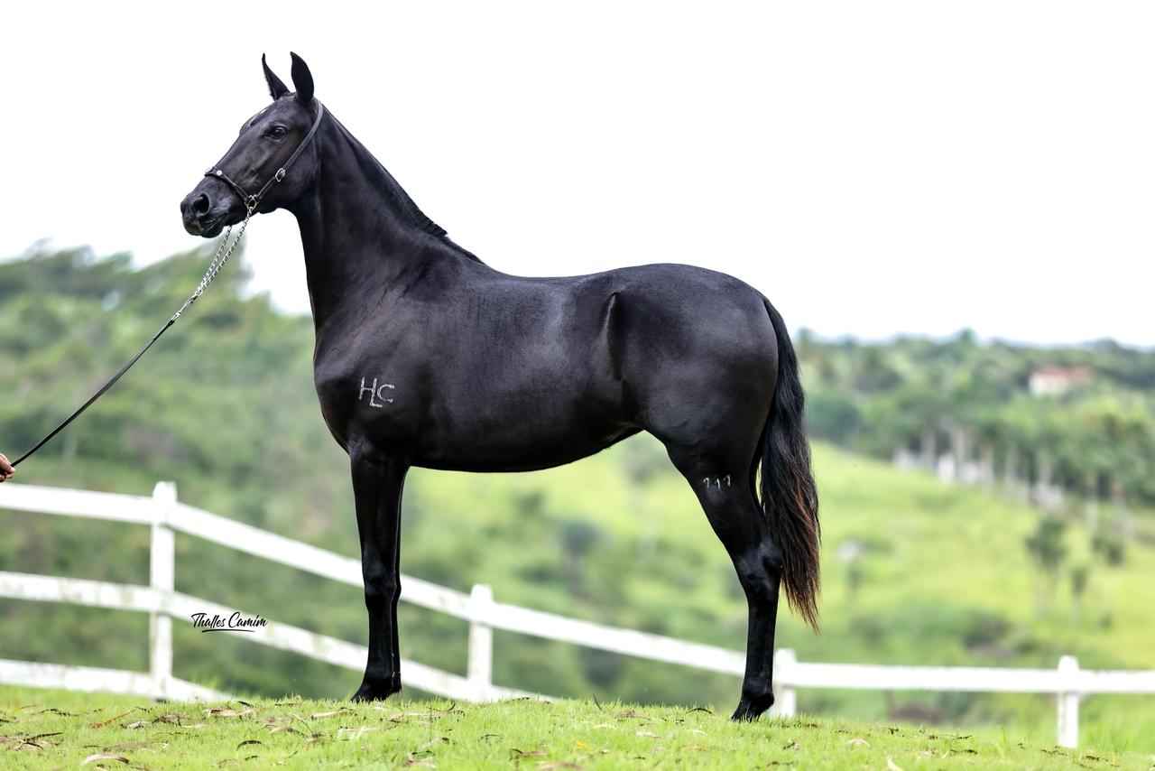 Inédita do Lucchese